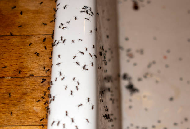 Best Affordable Pest Control Services  in Whiteville, NC