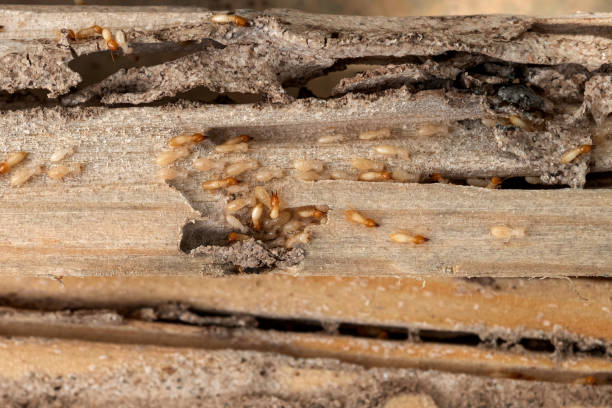 Best Pest Prevention Services  in Whiteville, NC